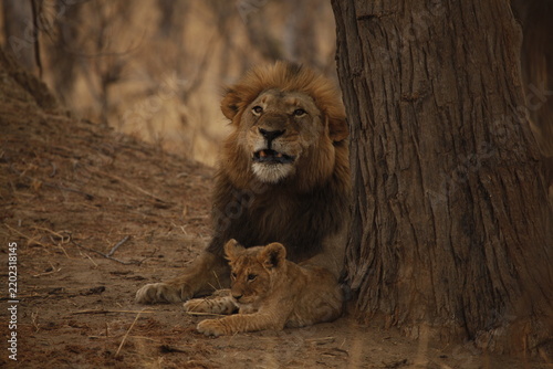 Fotografie Male lion lying calmly with his cub close beside him