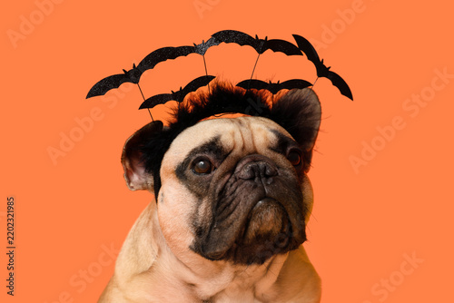 Cute French bulldog in Halloween headband on orange background