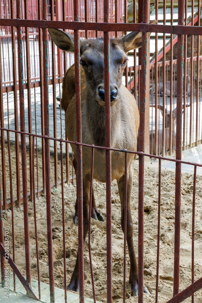 Fototapeta premium Brown deer stands behind rusted metal bars