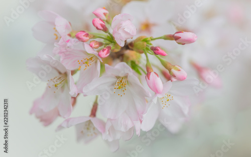 close up of white cherry blossom flowers with pink buds on branch in spring