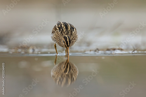 Common Snipe (Gallinago gallinago) foraging in a wetland, probing the marsh with its long bill while searching for food in its natural habitat.