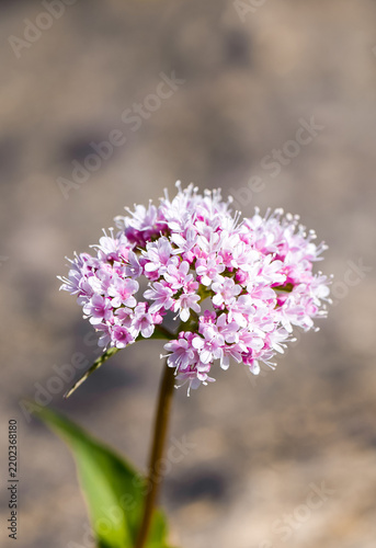 Valerian blossoms. Close-up of the flowering plant.
