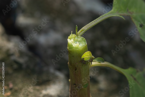 Fotografie Macro view of freshly pruned plant stem with wet sap and a tiny emerging sprout