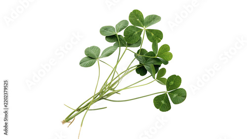 Green branch of fresh organic clover leaves isolated on transparent background