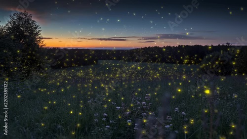 Glowing fireflies flickering in a grassy meadow at twilight. Sunset horizon over a rural field with bioluminescent insects. Nature at night concept
