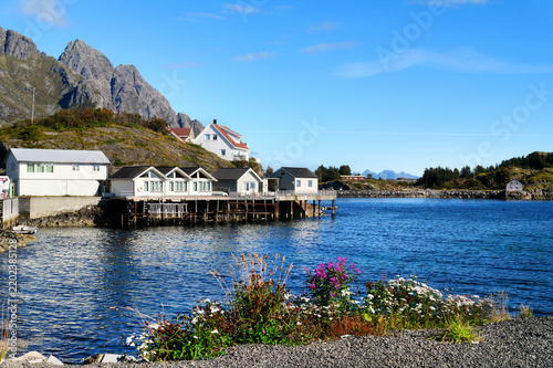 Traditional houses by the water in Henningsvær on the Lofoten Islands with rocky mountains, blue sea and flowering coastal vegetation under sunny blue autumn skies in Northern Norway