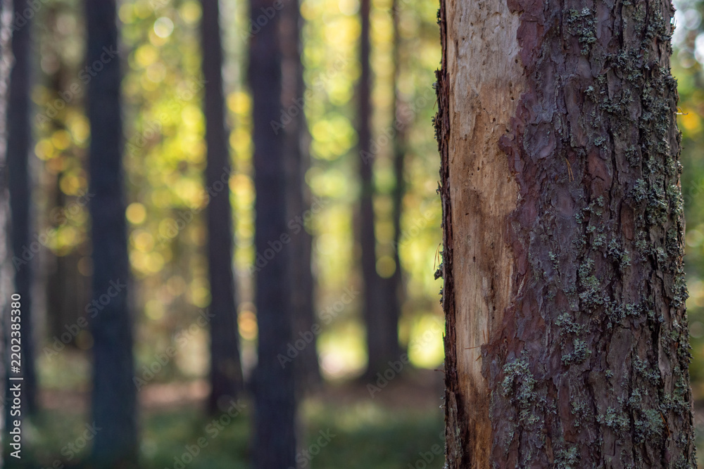 Fototapeta premium Weathered Pine Trunk with Lichen Beside Blurred Autumn Forest