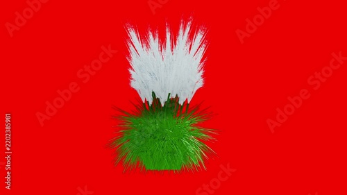 Pampass Grass || Kashphol || Kahua Bon