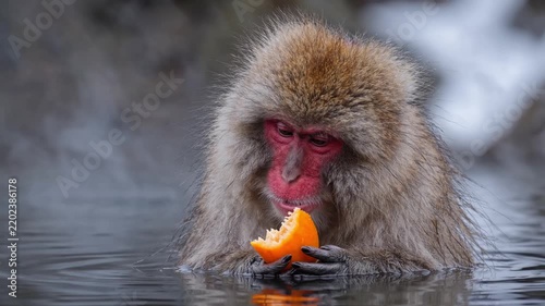 Japanese macaque snow monkey eating an orange in a steaming hot spring. Close up portrait of a wild primate bathing in warm water during winter