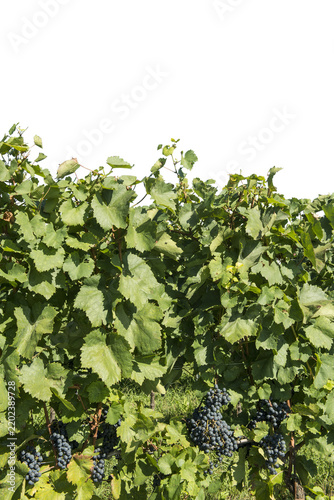 A vineyard with lush green leaves and clusters of ripe, dark grapes