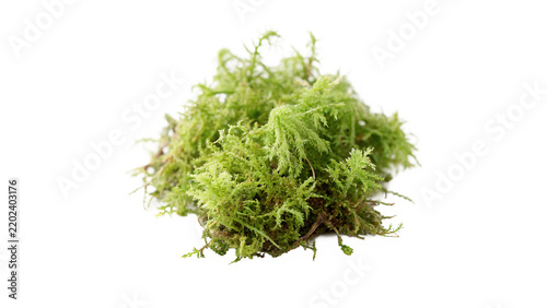 Small heap of green organic moss plant botany isolated on transparent background