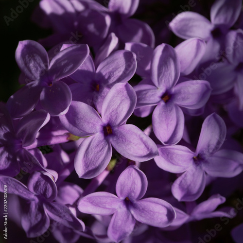 Macro view of vibrant purple lilac blossoms with textured petals and warm hig...