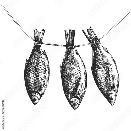 Vintage Dried Fish Bunch on Rope Vector Hand Drawn Ink Illustration Three Stockfish Tied by Tails High Contrast Rustic Pantry Sketch