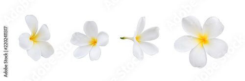 collection of white plumeria bouquet flower after rain isolated on white background including clipping path