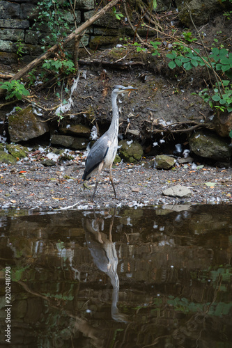 Картината върху платно Grey heron stands alert on the rocky bank of a yorkshire stream, its elegant for