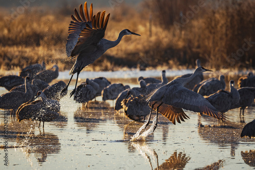 Sandhill cranes taking off from a roosting pond in New Mexico wetland