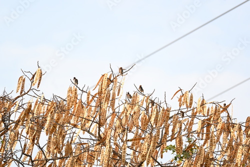 Dry seed pods sheltering wild birds. A tree branch filled with numerous dry, light-brown seed pods hanging closely together. Several small birds are perched among the branches against a bright.