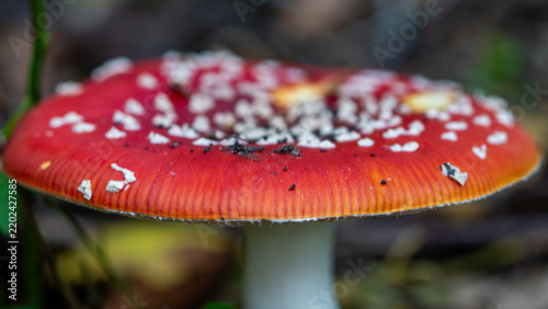Bild auf Leinwand fly agaric mushroom