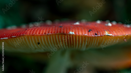 Bild auf Leinwand fly agaric mushroom cap macro