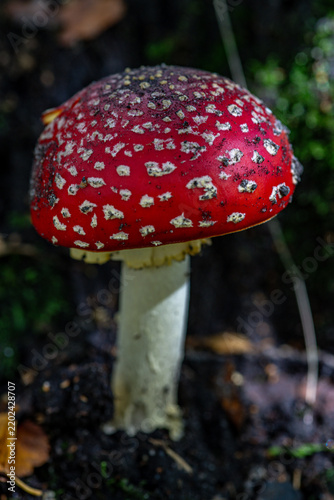 Bild auf Leinwand fly agaric mushroom