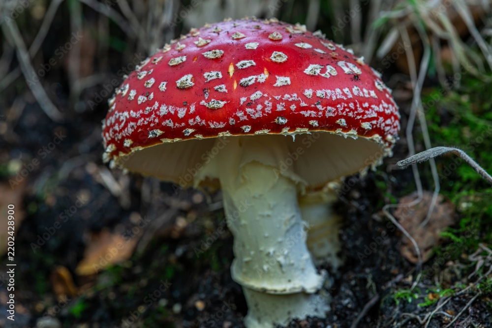 Fototapeta premium fly agaric mushroom