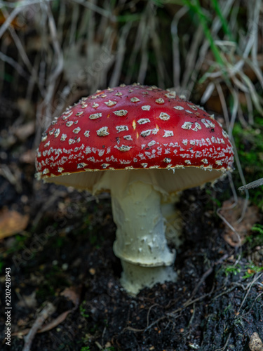 Bild auf Leinwand red fly agaric