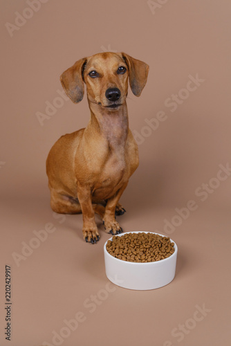 Obraz na płótnie Close up of dachshund with big eyes perfect for pet emotion ads or soulful story