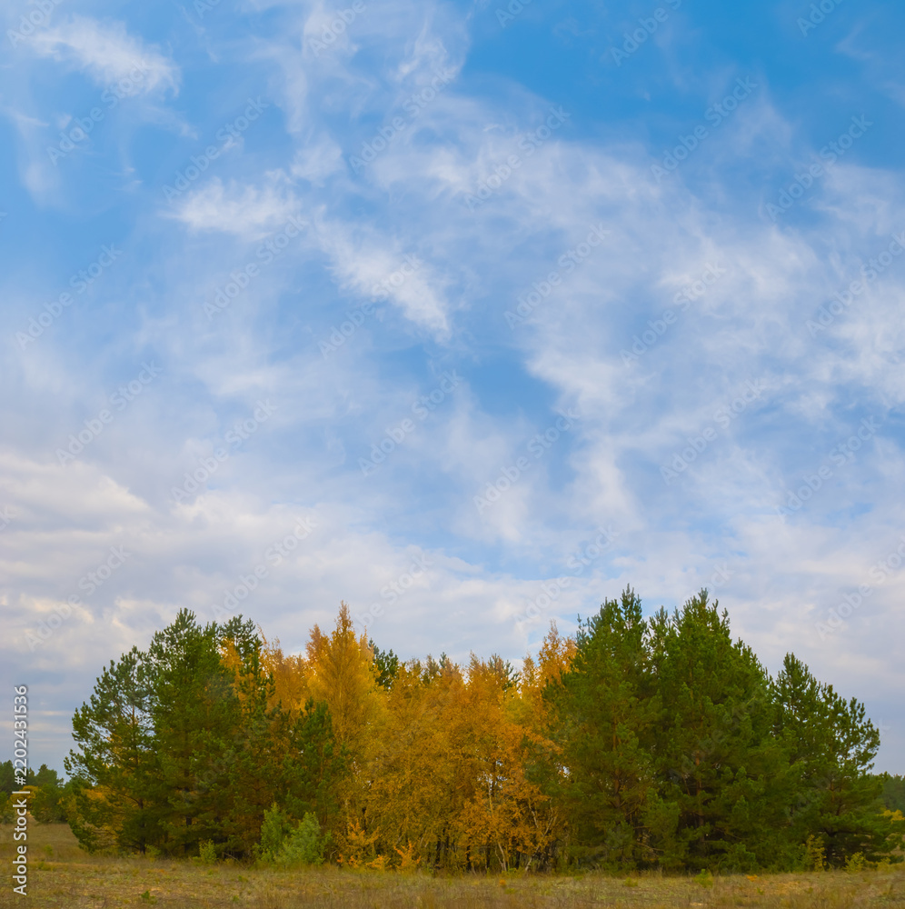Fototapeta premium red autumn forest grove under a blue cloudy sky