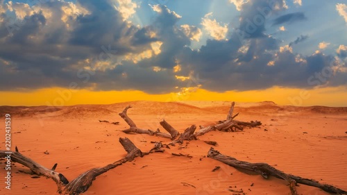 dry tree branch lie among sandy desert at the sunset time lapse scene