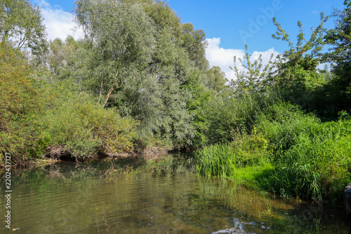 A picturesque small river flows through dense green thickets under a bright blue sky. Lush riverside vegetation and trees are reflected in the calm water. This quiet natural corner offers a feeling of