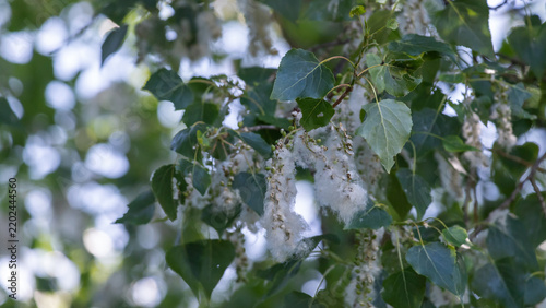 White cottonwood seed fluff clings to green poplar branches under a bright bl...
