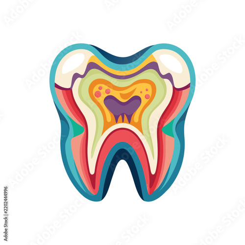 Stylized crosssection illustration of a human tooth showing inner layers and roots