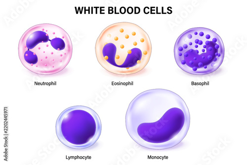 Type of white blood cells. Neutrophil, Eosinophil, Basophil, Lymphocyte and Monocyte. Leukocytes. Blood cells educational medical information.