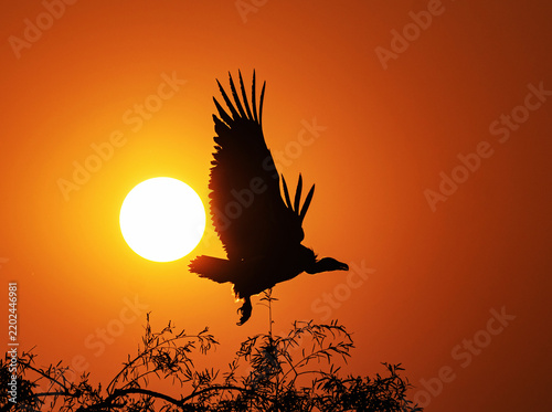 vulture in the sunset