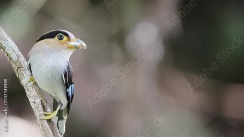 bird