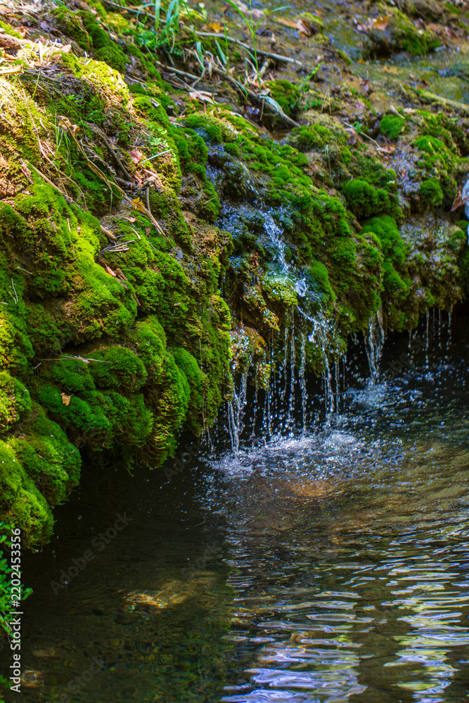 Fototapeta premium Peaceful river flowing through a green forest