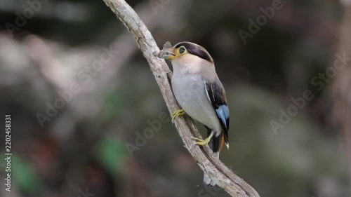bird