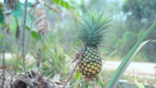 pineapple on the tree ready for harvest