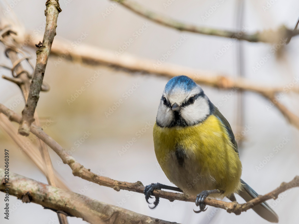 Fototapeta premium Mésange à tête bleue de face