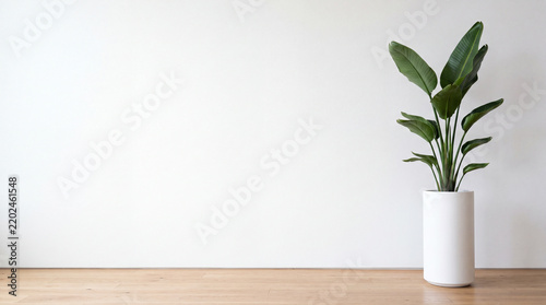 Potted green plant on wooden floor against blank white wall interior