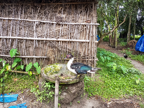 Bild auf Leinwand A distinctive black and white Muscovy duck, featuring prominent red facial carun