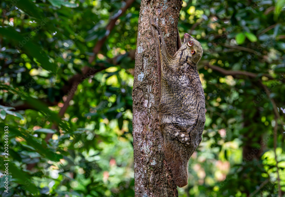 Fototapeta premium Sunda flying lemur on a tree trunk in the rainforest