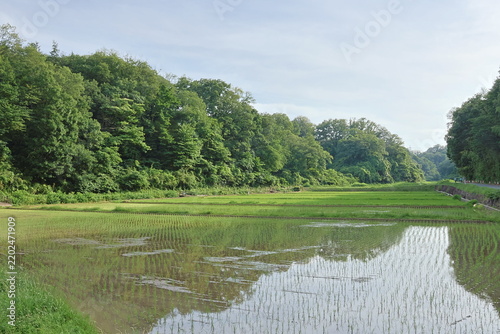 日本の原風景である横浜市内に残る「寺家ふるさと村」の春の田植えされた田んぼの様子