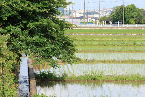 日本の原風景である横浜市内に残る「寺家ふるさと村」の春の田植えされた田んぼの様子
