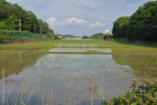 日本の原風景である横浜市内に残る「寺家ふるさと村」の春の田植えされた田んぼの様子