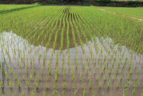 日本の原風景である横浜市内に残る「寺家ふるさと村」の春の田植えされた田んぼの様子