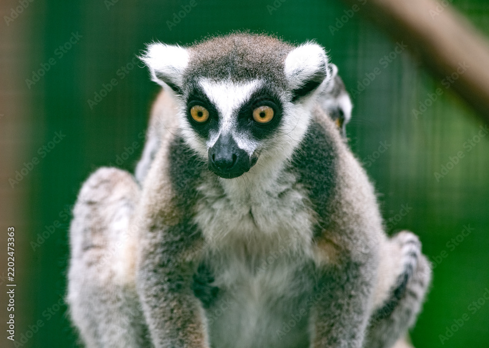 Fototapeta premium Close-up portrait of a lemur