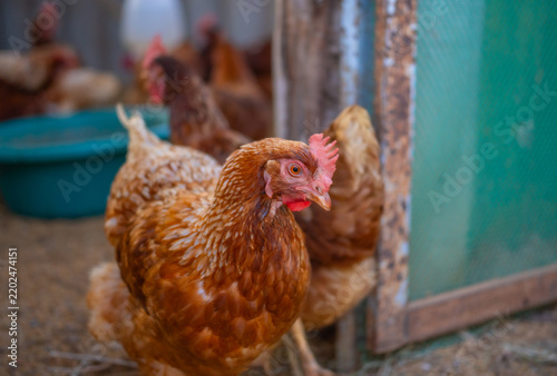 Fotografía Close up of brown hen standing in a coop near a wooden door