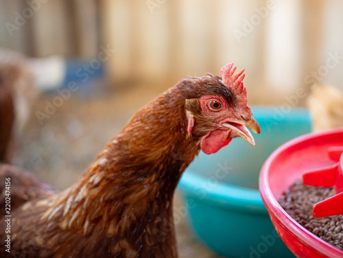 Cuadro en lienzo Close up of a free-range brown hen pecking pellets from a red feeder