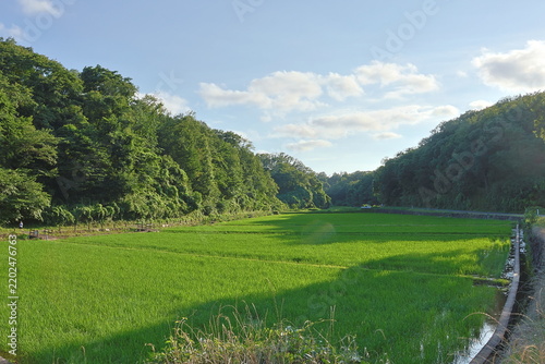 日本の原風景である横浜市内に残る「寺家ふるさと村」の夏の田植えされた田んぼの様子